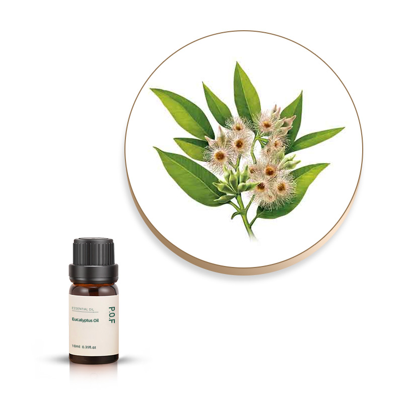 Eucalyptus Oil