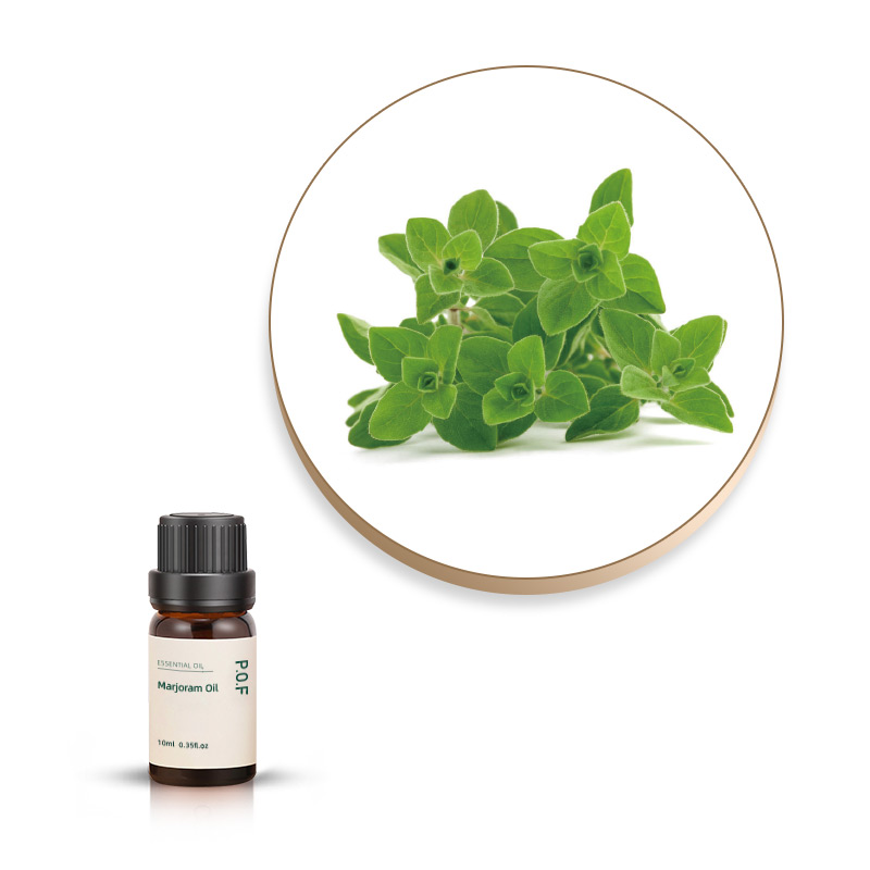 Marjoram Essential Oil