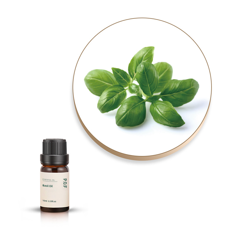 Basil Essential Oil